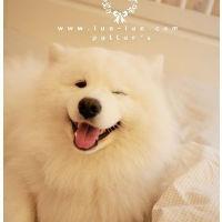 维迦。美女|个人档案|酷狗妞妞网_骆驼主播印繁星美女图片
